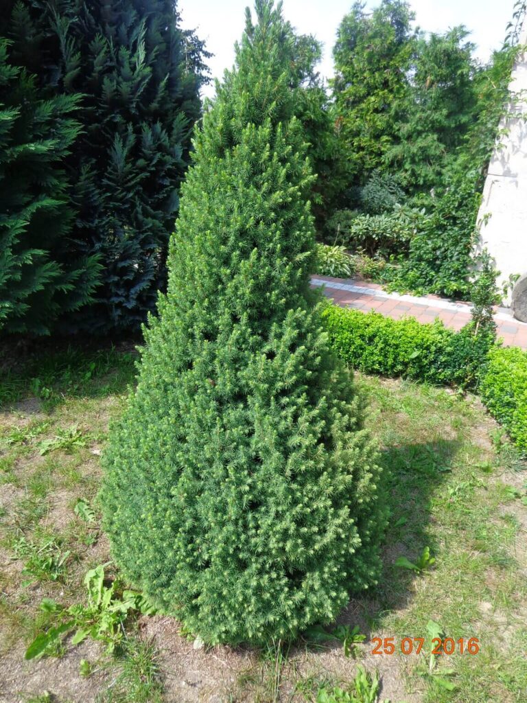 szkolka-drzew-czaple-jan-maria-formela-galeria-zdjec-1