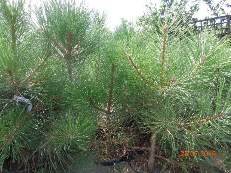 szkolka-drzew-czaple-jan-maria-formela-galeria-zdjec-3