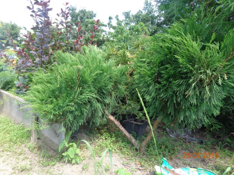 szkolka-drzew-czaple-jan-maria-formela-galeria-zdjec-9